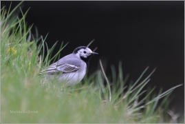 <p>KONIPAS BÍLÝ (Motacilla alba) Rychnov u Jbc.n.N. /White wagtail - Bachstelze/</p>